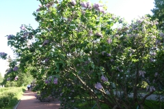 P.P. Konchalovskii