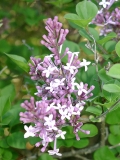 Palibin_200105_CU_BB_1