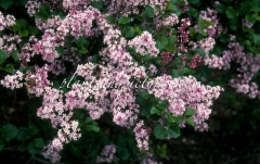 Palibin_2004_BN_RHT_3