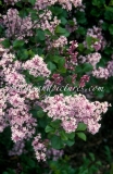 Palibin_2004_BN_RHT_4