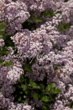 Palibin_2004_BN_RHT_8