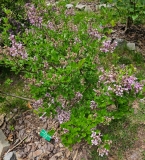 Palibin_20230515_MLD_MLD