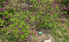 Palibin_20240407_MLD_MLD