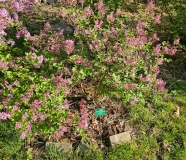 Palibin_20240429_MLD_MLD