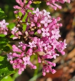Palibin_20240429_MLD_MLD_2