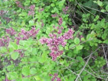 Palibin_Fairbanks_MK_3