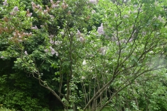 Pallida (Josikaea)