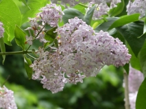 Pallida_Josikaea_20180523_RAS_MLD_2