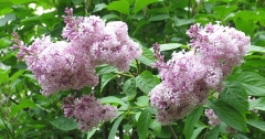 Pallida_josikaea_CH