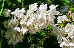Pamyat_o_Kolesnikov_20230526_Hueg_MLD