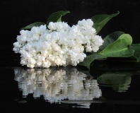 Pamyat_o_Kolesnikove_20240529_TRD_TP