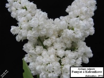 Pamyat_o_Kolesnikove_LNT_2