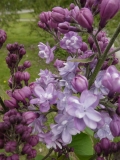 Pamyat_o_S._M._Kirove_201906_MBG_MLD_2