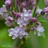 Pamyat_o_S._M._Kirove_2019_LM_CF