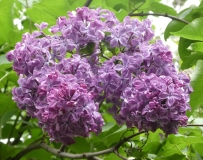 Pamyati_A._T._Smolskoi_20180523_RAS_MLD_1