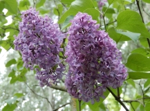 Pamyati_A._T._Smolskoi_2021_MBG_RAS_IS_1