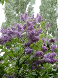 Pamyati_A._T._Smolskoi_2021_MBG_RAS_IS_2