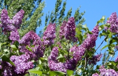Pamyati_A._T._Smolskoi_2021_MBG_RAS_IS_4