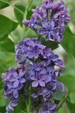 Pamyati_Akademika_K._I._Satpaeva_2