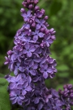 Pamyati_Akademika_K._I._Satpaeva_3