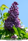 Pamyati_Akademika_K_I_Satpaeva_2019_AK_SB_1