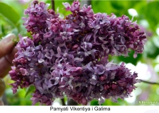 Pamyati_Galima__Vikentiya_2024_Russia_SB_2