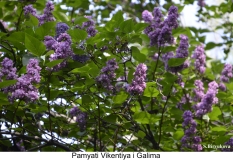 Pamyati_Galima__Vikentiya_2024_Russia_SB_3