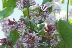 Pārsteigums