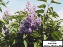 Partizanka_LNT_LNT
