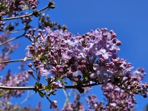 Pascal_20230428_Duniway_Park_Oregon_MLD