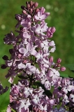 Pascal_ZB_2