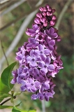 Pasteur_ZB_1