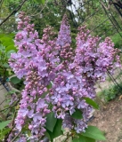 Pat_Pasata_20240514_Boston_JJM