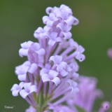 Patience_2019_LM_CF