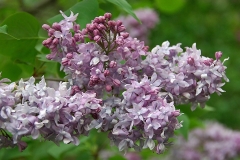 Patricia_ZB_2
