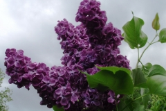 Patriot (vulgaris)