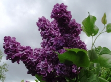 Patriot_vulgaris_TP_1