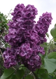Patriot_vulgaris_TP_2