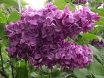 Patriot_vulgaris_TP_3