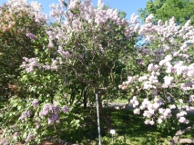 Paul_Deschanel_20180521_LMSU_MLD_1