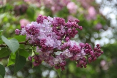 Paul_Deschanel_MSU_BG_TP_1