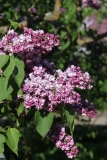 Paul_Deschanel_MSU_BG_TP_2