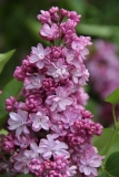 Paul_Deschanel_MSU_BG_TP_3