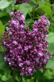 Paul_Hariot_MSU_BG_TP_1