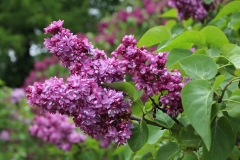 Paul_Hariot_MSU_BG_TP_10