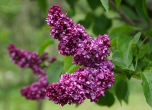 Paul_Hariot_MSU_BG_TP_11