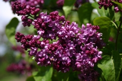 Paul_Hariot_MSU_BG_TP_2