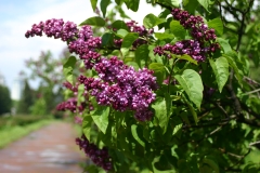 Paul_Hariot_MSU_BG_TP_3