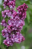 Paul_Hariot_MSU_BG_TP_4