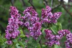 Paul_Hariot_MSU_BG_TP_6